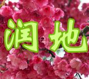 山东泰安9公分樱花价格/9公分日本关山粉红色重瓣晚樱花