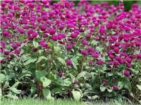 黑龙江千日紫花卉价格报价_黑龙江花卉种植基地