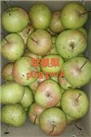 东北供应基地直销苹果梨 酸甜可口 苹果梨价格一斤