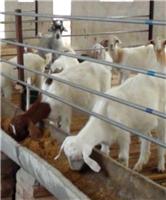 吉林出售山羊好价格便宜 正宗散养生态山羊