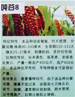 吨谷8谷子种子批发 优质品种 尚志农资供应农作物种子