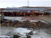 黑龙江东宁县肉牛价格一头 东宁农村养殖场散养肉牛销售