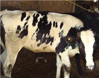 齐齐哈尔克东较大的奶牛养殖场 奶牛**鲜奶原奶出售价格