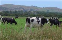 齐齐哈尔克东奶牛养殖机构 克东奶牛饲养基地 鲜奶供应公司