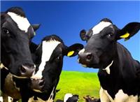 克东县奶牛养殖场牛奶批发价格 克东县奶牛养殖基地地址