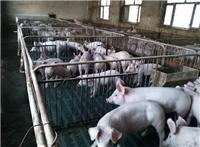 哈尔滨大型养猪场 养猪场常年供应肉猪 农家养殖肉猪