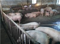 尚志肉猪养殖场供肉猪 肉猪价格走势 肉猪养殖技术