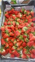 草莓的营养价值与保健功效-大庆肇州县草莓批发与零售