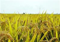 黑龙江水稻哪家品质好 原生态水稻大米大量供应 厂家水稻直销