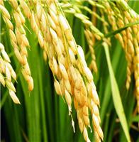 鹤岗**稻谷批发厂家 非转基因水稻出售 价格可议