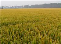 绥滨水稻种植专业合作社地址 专业水稻种植技术 水稻出售