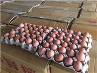 蛋鸡的管理方法_黑龙江安达市精品鲜鸡蛋供应商