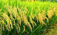 宁安水稻种植销售专业合作社 黑龙江水稻价格行情 **稻米