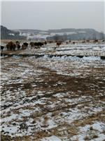 鸡东正规养牛场供货 厂家**肉牛养殖基地 绿色养殖牛
