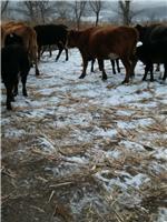 鸡东养殖场肉牛出售价格 肉牛供应批发厂家 正规养牛场