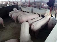 七台河肉猪哪家比较好 七台河肉猪可以买到 肉猪养殖项目