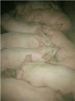 黑龙江猪养殖 生猪养殖 专业养殖中心大量供应生猪肉猪