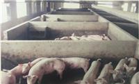 七台河生猪养殖基地生猪价格 优质绿色 专业养殖生猪