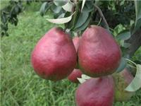 红梨树苗价格 山东红梨种植基地
