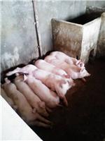 甘南县山庄生猪养殖场，齐齐哈尔生猪养殖