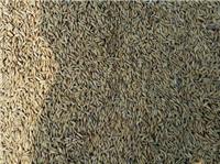 鸡西虎林水稻种植基地特级水稻现货 东北好货水稻粮食 新上市