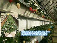 新型农业草莓种植槽草莓机制栽培槽草莓槽