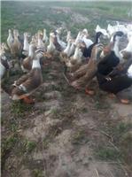同江**鸭养殖场 农家散养生态鸭 土鸭子安全放心