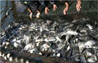 同江淡水鱼鲤鱼胖头鱼批发市场 佳木斯低价供应新鲜水产淡水鱼