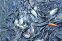 佳木斯大型淡水鱼养殖场 鲤鱼大量现货批发 量多优惠