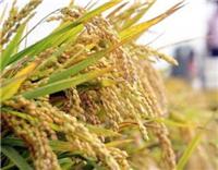 齐齐哈尔水稻种植合作社价格 选齐齐哈尔农垦宏图水稻专业合作社