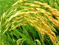 齐齐哈尔农垦宏图水稻专业合作社