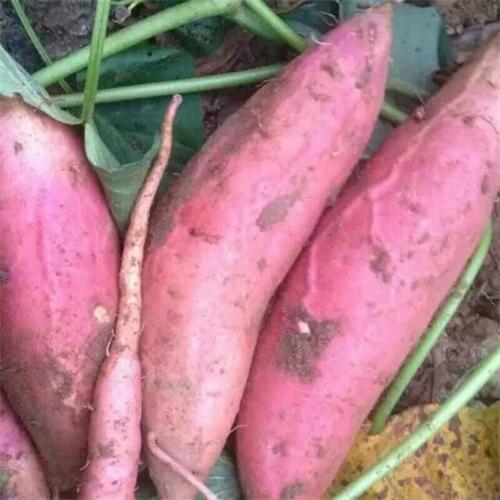 巧施肥紅薯產量高，山東地瓜批發價格