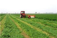 苜蓿草种植基地直供苜蓿草颗粒 供应大量优质苜蓿青干草 紫花苜蓿草
