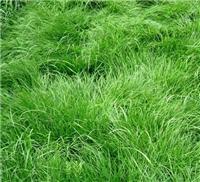成都中国台湾二号草坪质量-成都西景草坪-中国台湾二号草坪