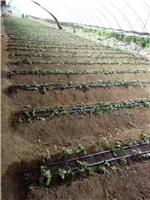 浙江安吉县大棚种植灌溉带灌溉管节水设备厂家直销批发