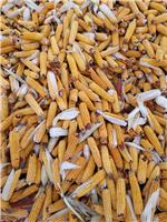 汪清玉米种植基地直销优质玉米 非转基因**玉米销售