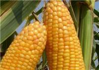 购买熟玉米的需注意_黑龙江齐齐哈尔精品甜玉米价格 