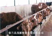 肉牛养殖场肉牛养殖项目 依兰大型肉牛饲养技术 价格合理