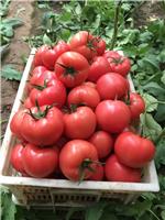 黑龙江蔬菜种植合作社 新鲜**自然成熟西红柿 现摘现卖