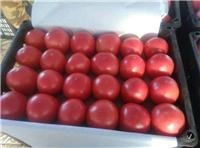农家新鲜纯**西红柿批发 黑龙江西红柿供货商 大棚种植基地直销