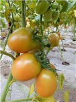 黑龙江产地供应西红柿 新鲜农家自种番茄 自然熟洋柿子批发