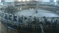 大型奶牛养殖中心原奶纯奶 五常**原奶供应厂家 订购热线