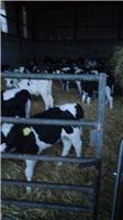 哈尔滨五常原奶供货商 奶牛养殖场 大量现货**原奶