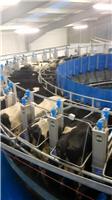 哈尔滨纯种进口奶牛养殖场 原奶产量高 无添加绿色牛奶 订购从速