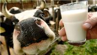 饮用保存生牛奶的注意事项_黑龙江大庆生牛奶鲜奶价格