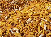 桦南玉米种植基地大量供应玉米 农作物玉米批发价格