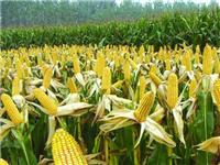 佳木斯优质玉米作物种植社地址 生态无污染玉米长期供货