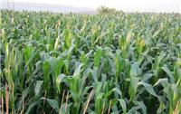 厂家供应东北特产玉米 农作物玉米种植 黄玉米批发
