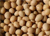 敦化黄豆批发厂家 高品质大豆长期供应 非转基因黄豆大豆