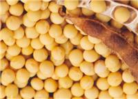 供应东北优质黄豆大豆 敦化农家自产黄豆长期供应 颗粒饱满